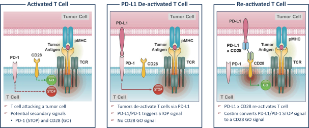 pdl1