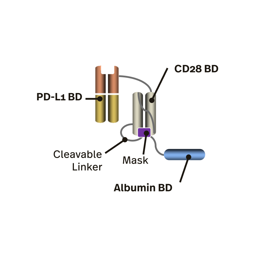 PD-L1 x CD28 TRACIr unique-immunotherapies-cc
